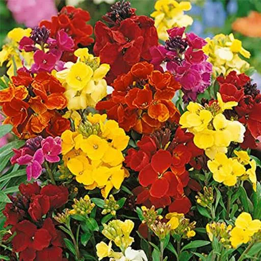 گیاه شب بوی خیری (Wallflower)نام علمی: (Erysimum cheiri)