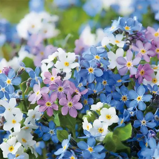 گل فراموشم نکن (Forget-me-not)نام علمی: (Myosotis sylvatica)