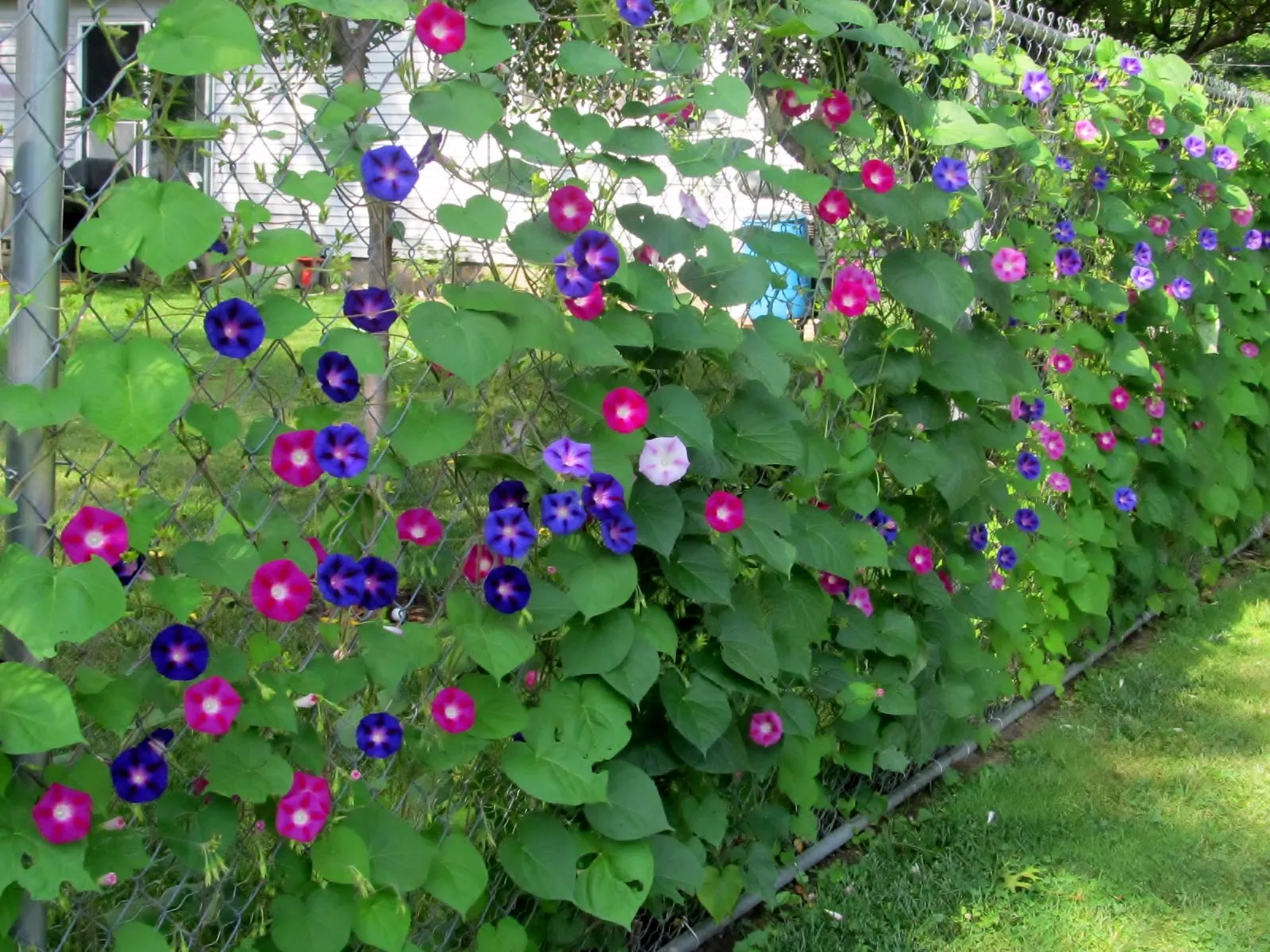 نیلوفر پیچ (Morning Glory)نام علمی: (Ipomoea purpurea)