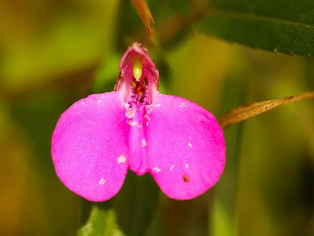 گل حنا از خانواده ( Balasminaceae) بانام علمی (Impatiens walleriana)مجموعه تولیدی سیدوس ,تولید کننده گلدان پلاستیکی سیدوس