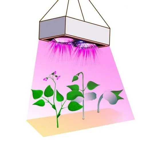 نور مصنوعی برای گیاه آپارتمانیArtificial light for houseplants
مجموعه تولیدی سیدوس ,تولید کننده گلدان پلاستیکی سیدوس ,بیش از 120نوع, اعم از گلدان استوانه ای پلاستیکی سیدوس,گلدان الماسی پلاستیکی سیدوس,گلدان مربعی پلاستیکی,گلدان مثلثی پلاستیکی,گلدان گرد پلاستیکی ,باکس مستطیلی,در اندازه های کاکتوسی تا درختچه ای