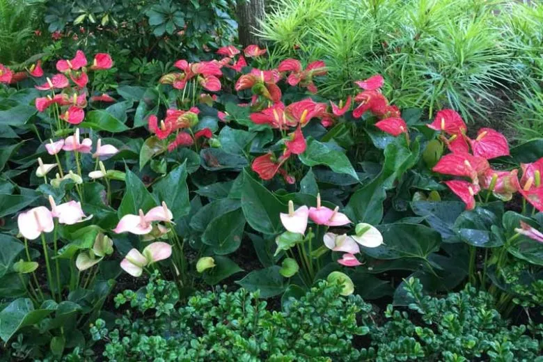 گل فلامینگو (Flamingo Flower)نام علمی: (Anthurium andraeanum)