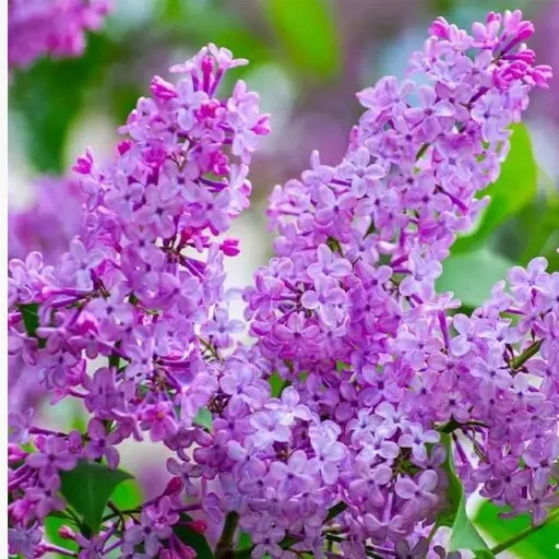 یاس خوشه ای,Syringa vulgarisمجموعه تولیدی گلدان پلاستیکی سیدوس