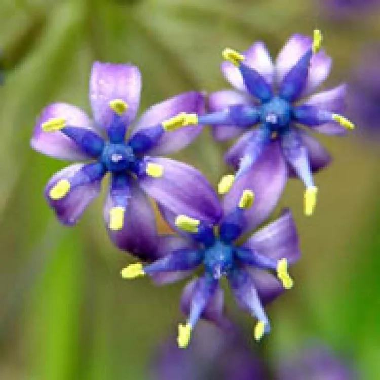 Scilla peruvianaگل نجم آبی مجموعه تولیدی سیدوس,تولید کننده گلدان های پلاستیکی سیدوسَ از طريق کاشت بذر در پائيز و تقسيم گياه در اواخر تابستان امکان پذير مي باشد.
