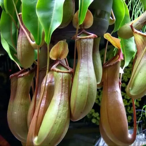 گیاهان گوشتخوار (به انگلیسی: Carnivorous plants )،با فتوسنتز انرژی تولید می‌کنند.مجموعه تولیدی سیدوس ,تولید کننده گلدان پلاستیکی سیدوس ,بیش از 120نوع, اعم از گلدان استوانه ای پلاستیکی سیدوس,گلدان الماسی پلاستیکی سیدوس,گلدان مربعی پلاستیکی,گلدان مثلثی پلاستیکی,گلدان گرد پلاستیکی ,باکس مستطیلی,در اندازه های کاکتوسی تا درختچه ای