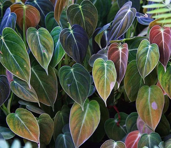 فصل پاییز وگیاهان آپارتمانی مناسب این فصلAutumn season and suitable houseplants for this season مجموعه تولیدی سیدوس ,تولید کننده گلدان پلاستیکی سیدوس ,بیش از 120نوع, اعم از گلدان استوانه ای پلاستیکی سیدوس,گلدان الماسی پلاستیکی سیدوس,گلدان مربعی پلاستیکی,گلدان مثلثی پلاستیکی,گلدان گرد پلاستیکی ,باکس مستطیلی,در اندازه های کاکتوسی تا درختچه ای