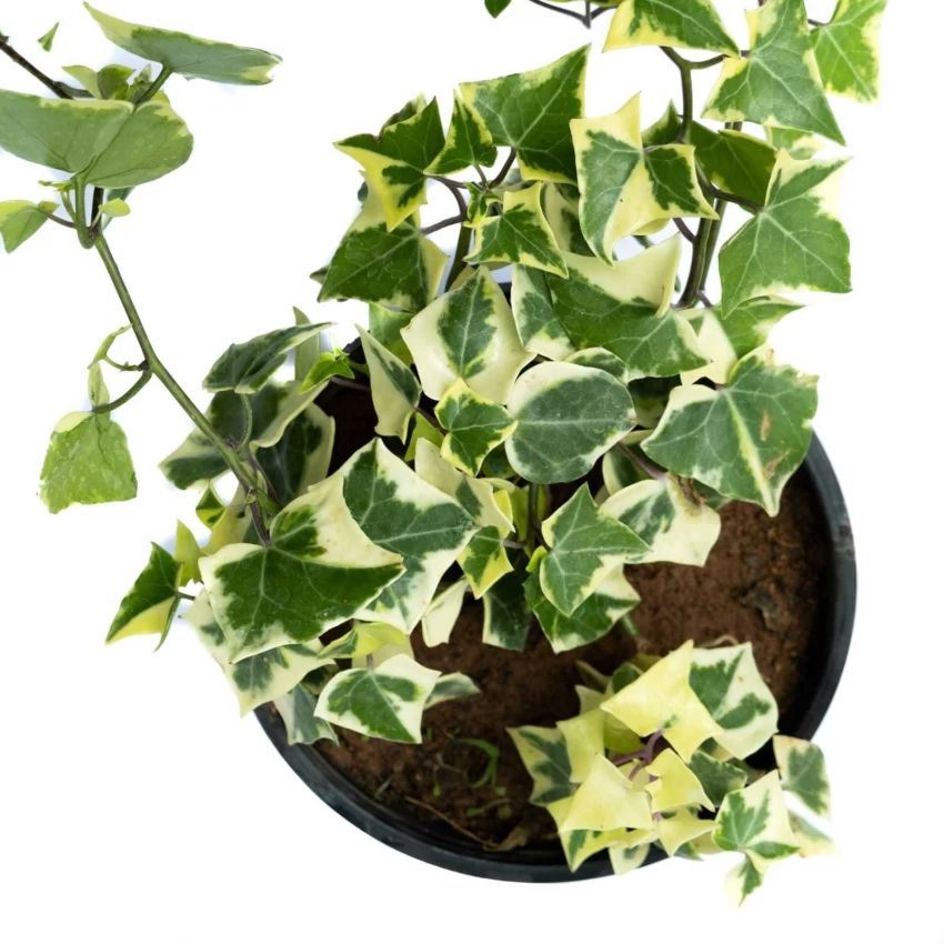 Common ivyپاپیتال