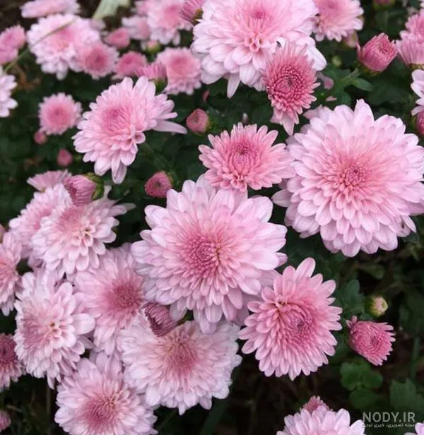 chrysanthemum
گل داوودی