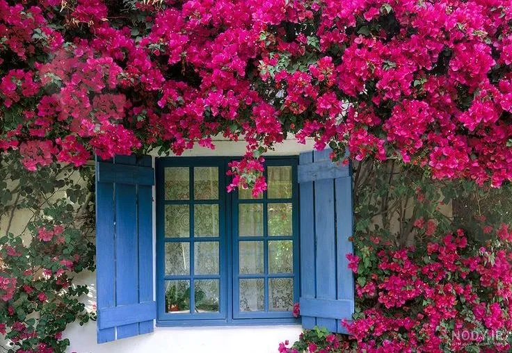 گیاهان بلند قامت مناسب حفظ حریم خصوصی Tall plants for privacy
مجموعه تولیدی سیدوس ,تولید کننده گلدان پلاستیکی سیدوس ,بیش از 120نوع, اعم از گلدان استوانه ای پلاستیکی سیدوس,گلدان الماسی پلاستیکی سیدوس,گلدان مربعی پلاستیکی,گلدان مثلثی پلاستیکی,گلدان گرد پلاستیکی ,باکس مستطیلی,در اندازه های کاکتوسی تا درختچه ای. 