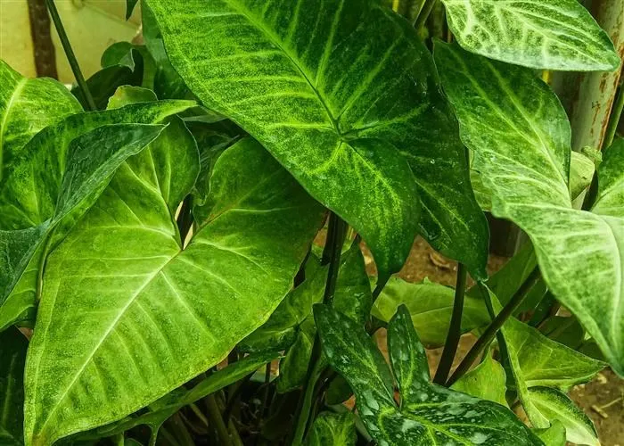 گیاه سینگونیوم (Syngonium) وفنگ شویی این گیاه مجموعه تولیدی سیدوس ,تولید کننده گلدان پلاستیکی سیدوس