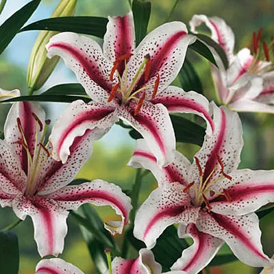 گل اورینتال (Oriental Lily)نام علمی: (Lilium orientalis)