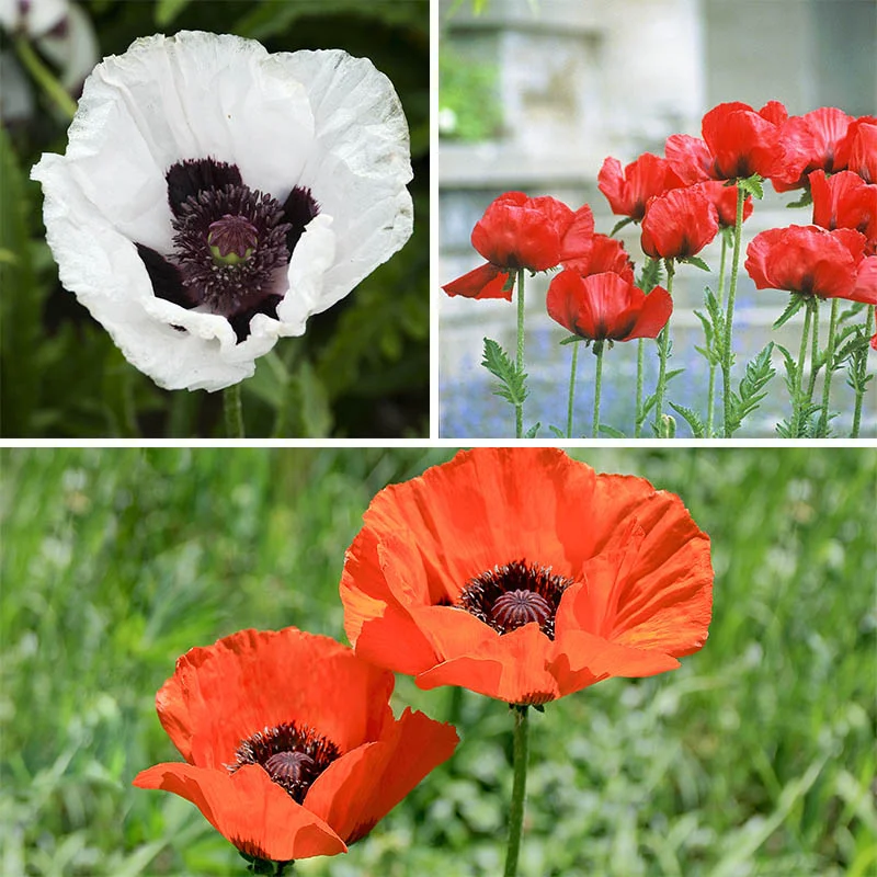 گل خشخاش شرقی / شقایق (Oriental Poppy)نام علمی: (Papaver orientale)