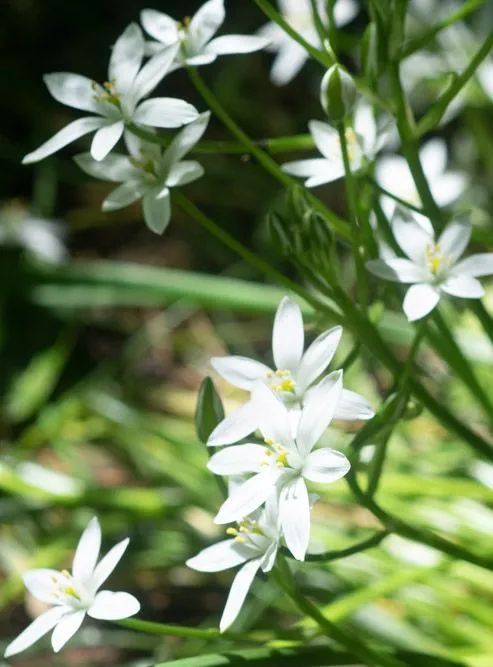 گل ستاره بیت الحم/ گل شیر مرغ (Star of Bethlehem)نام علمی: (Ornithogalum magnum)
گلدان پلاستیکی سیدوس