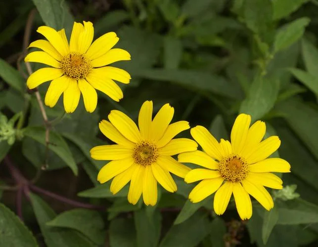 Biddy leaf sunflower and Sidoos plastic vaseگل آفتابگردان برگ بیدی وگلدان پلاستیکی سیدوس