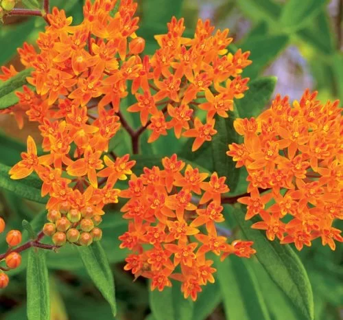 گل علف پروانه یا استبرق، با نام علمی Asclepias tuberosa،مجموعه تولیدی سیدوس ,تولید کننده گلدان پلاستیکی سیدوس