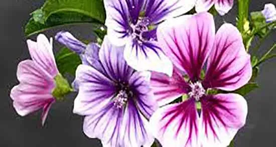 گل پنیرک,Mallow نام علمی پنیرک Malva sylvestris تریندینگ، آفتاب‌پرست، خورپرست، ختمی پنیرک و آفتاب‌گردک cheeses ، high mallow ، tall mallow ************* مجموعه تولیدی سیدوس ,تولید کننده گلدان پلاستیکی سیدوس