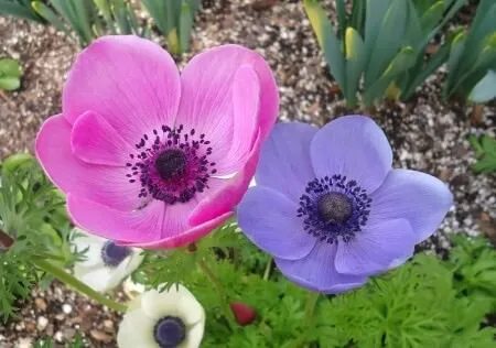 shaghayegh گل شقایق این گیاه از خانواده (Papaveraceae) با نام علمی (Shirley Series ,Papaver rhoeas) مجموعه تولیدی سیدوس تولید کننده گلدان پلاستیکی سیدوس