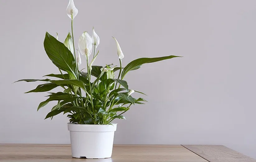 گیاهان آپارتمانی مناسب برای افراد آلرژیکHouseplants suitable for allergy sufferers
مجموعه تولیدی سیدوس ,تولید کننده گلدان پلاستیکی سیدوس ,بیش از 120نوع, اعم از گلدان استوانه ای پلاستیکی سیدوس,گلدان الماسی پلاستیکی سیدوس,گلدان مربعی پلاستیکی,گلدان مثلثی پلاستیکی,گلدان گرد پلاستیکی ,باکس مستطیلی,در اندازه های کاکتوسی تا درختچه ای
