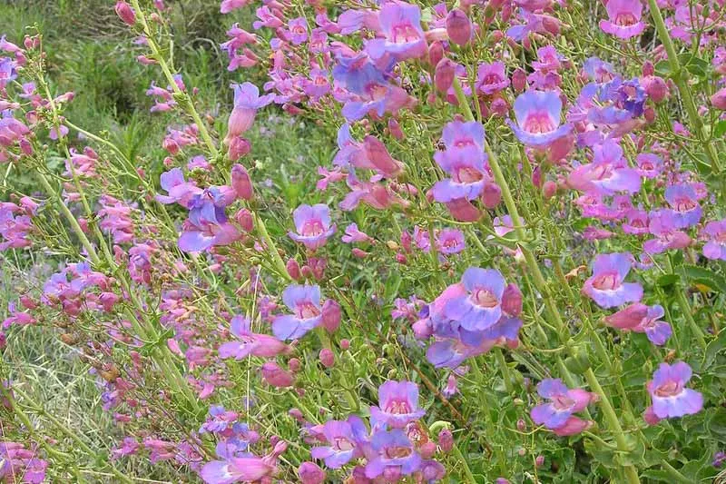 گل پنستمون (Showy Beardtongue)نام علمی: (Penstemon spectabilis)