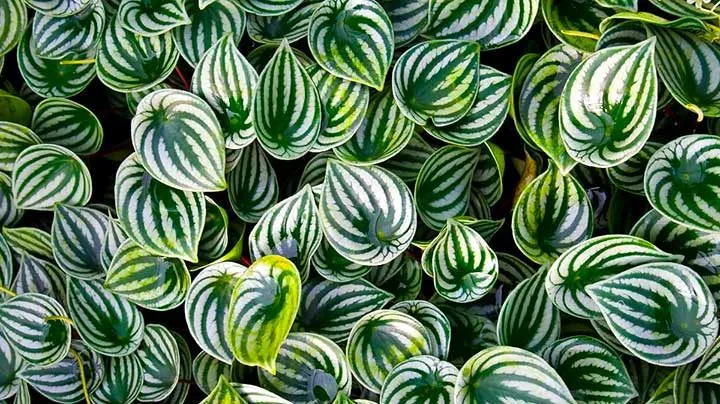 گل پپرومیا Rippleگل قاشقی Pepromia  , Pepromia Caperata
مجموعه تولیدی سیدوس تولید کننده گلدان پلاستیکی سیدوس
