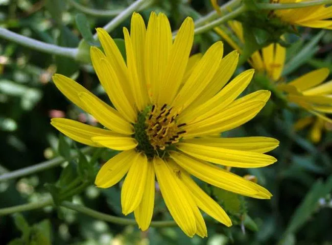گل سیلفیوم perfoliatum Silphium خانواده Asteraceae مجموعه تولیدی سیدوس ,تولید کننده گلدان پلاستیکی سیدوس