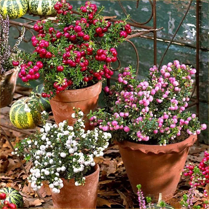 درختچه گالتریا,گل گالتریاخانواده: Ericaceae ـ نام علمی: Gaultheria mucronata 
Wintertime
گلدان پلاستیکی سیدوس زیبا ترین گلدان 