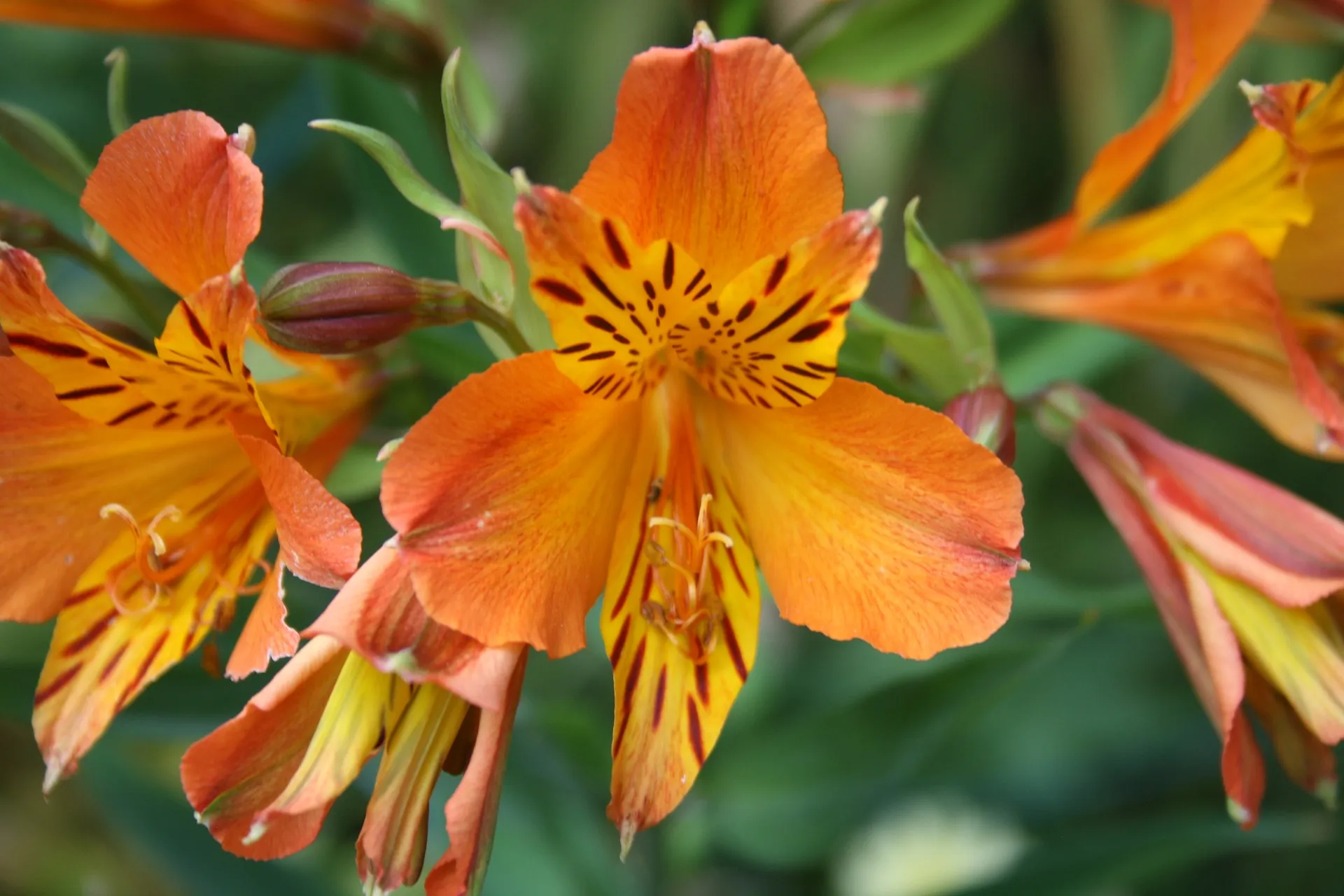 گل های نارنجی محبوب Orange flowers are popular مجموعه تولیدی سیدوس تولید کننده گلدان پلاستیکی سیدوس
