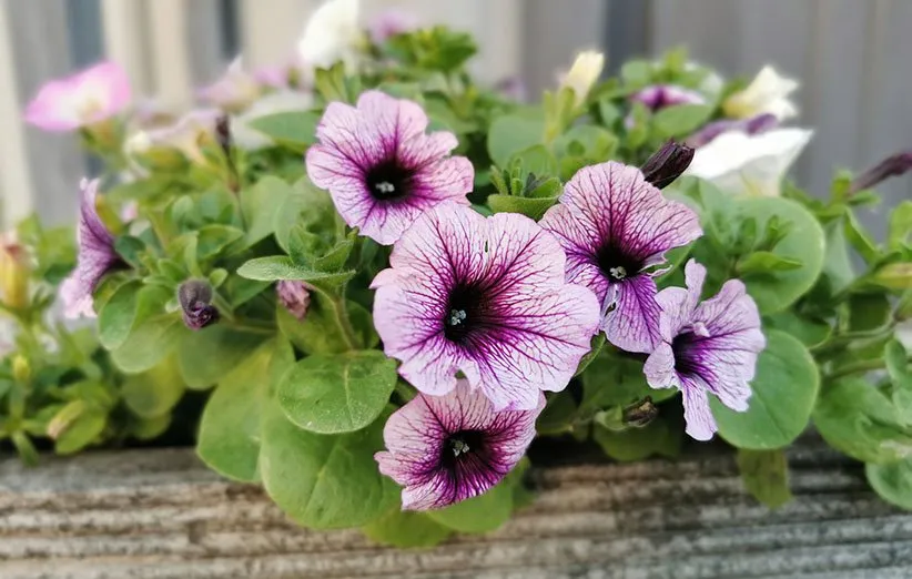 گل اطلسی یا petunia گیاهی از خانواده Solanaceae و بومی قاره آمریکا است.مجموعه تولیدی سیدوس,عتولید کننده گلدان پلاستیکی سیدوس.