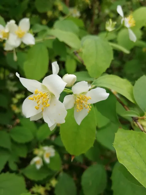 نرگس درختی/یاس درختی/ یاس شیروانی (Mock Orange)نام علمی: (Philadelphus coronaries)