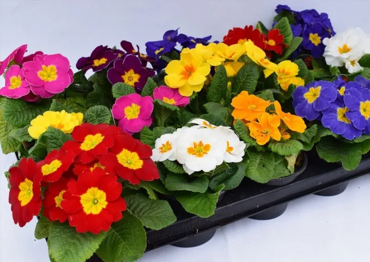گل های بهاری مناسب نوروز Spring flowers suitable for Nowruz (10 flowers) مجموعه تولیدی سیدوس , تولید کننده گلدان پلاستیکی سیدوس