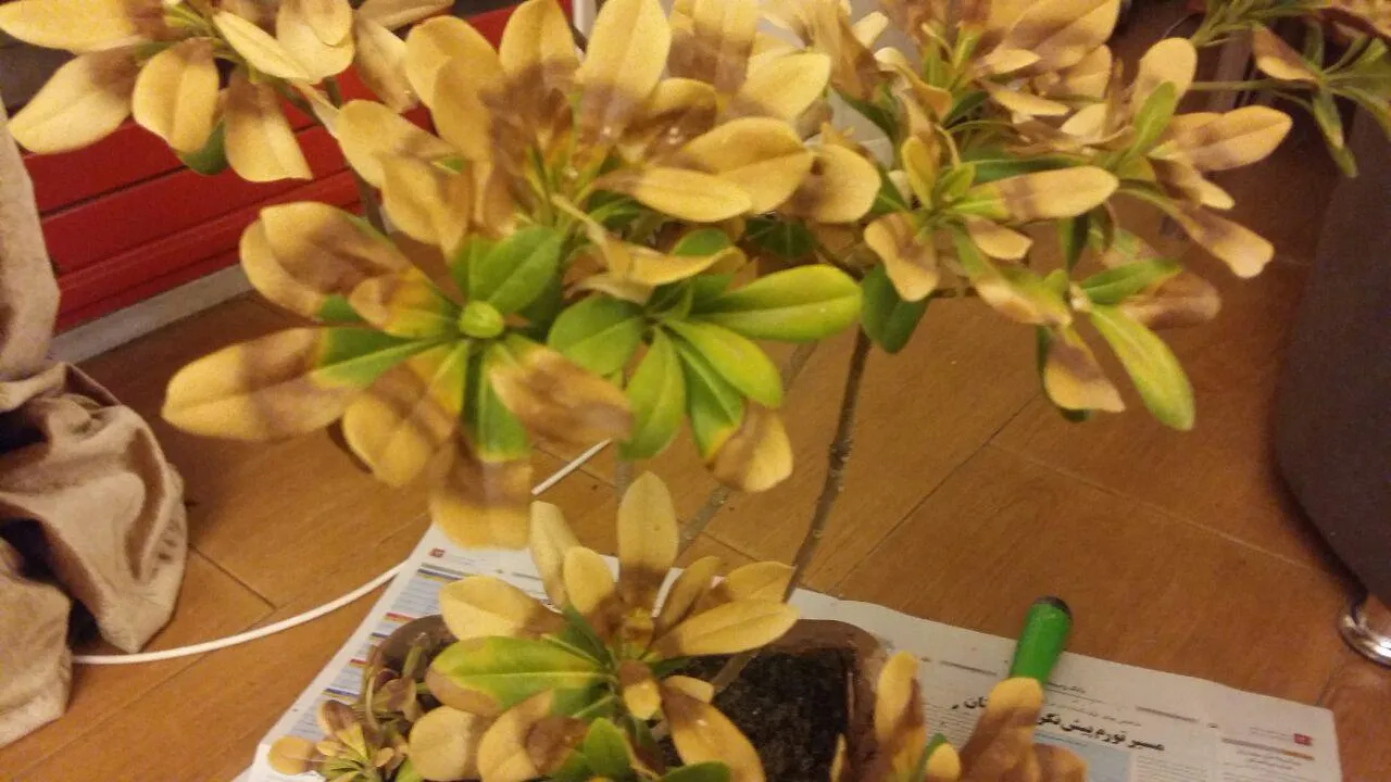 گیاه میخک ژاپنی با نام علمی Pittosporum tobira و نام انگلیسی Japanese Pittosporum از گیاهان گلدار از راسته کرفس­‌سانان و از خانواده میخک درختیان Pittosporaceae است.مجموعه تولیدی سیدوس ,تولید کننده گلدان پلاستیکی سیدوس ,بیش از 120نوع, اعم از گلدان استوانه ای پلاستیکی سیدوس,گلدان الماسی پلاستیکی سیدوس,گلدان مربعی پلاستیکی,گلدان مثلثی پلاستیکی,گلدان گرد پلاستیکی ,باکس مستطیلی,در اندازه های کاکتوسی تا درختچه ای