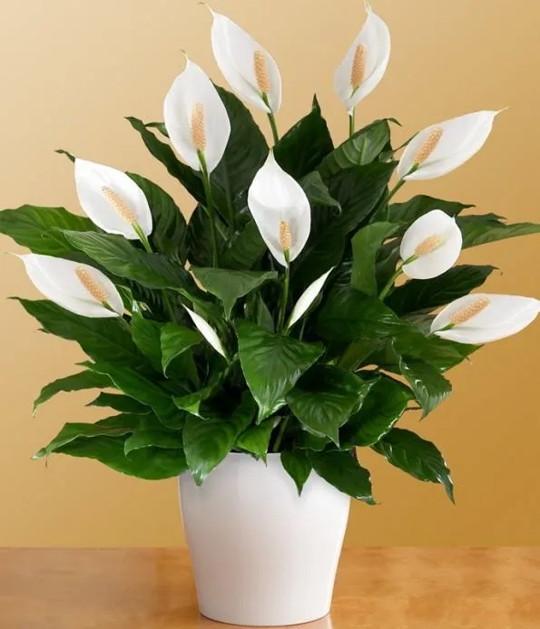 گل های بهاری مناسب نوروز Spring flowers suitable for Nowruz (10 flowers) مجموعه تولیدی سیدوس , تولید کننده گلدان پلاستیکی سیدوس
