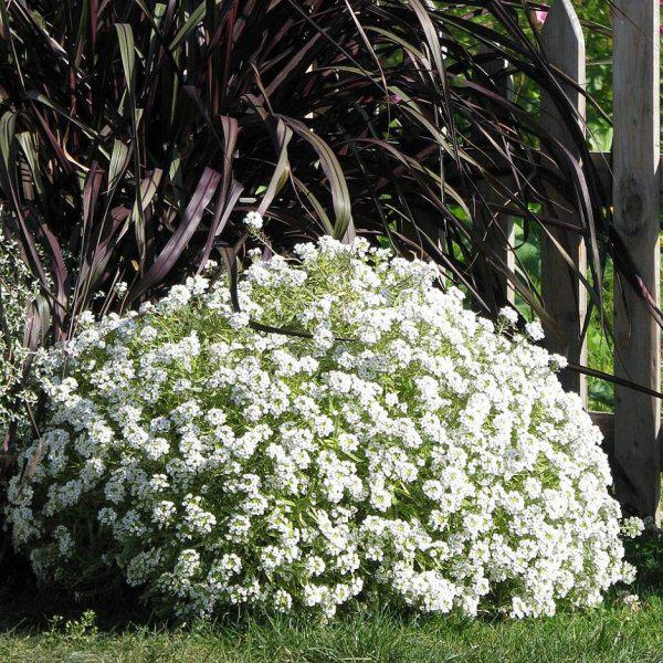 Alyssum maritimum گل آلیسوم
