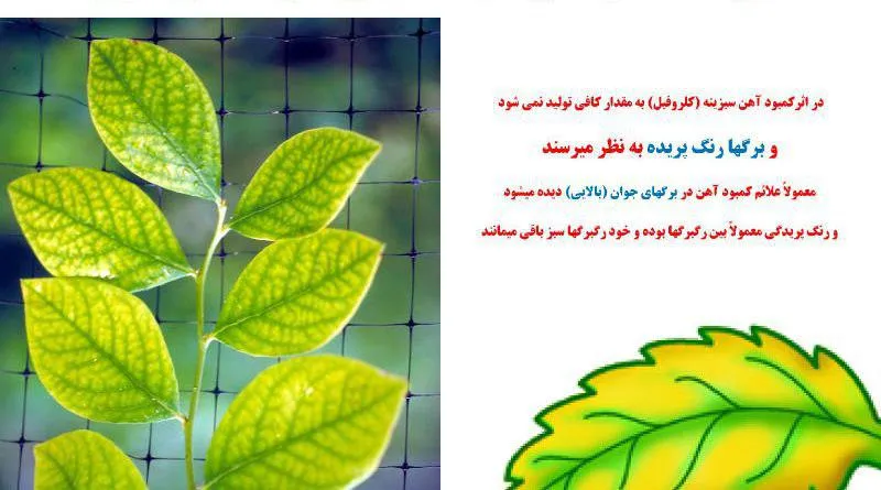 کمبود آهن در گیاه وعلائم آنIron-deficiency-in-plants-and-its-symptoms
مجموعه تولیدی سیدوس تولید کننده گلدان پلاستیکی سیدوس