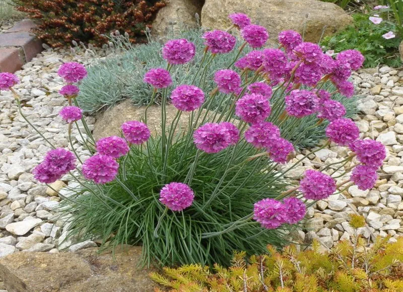 Armeria Juniperifolia گلدان پلاستیکی سیدوس و گل آرمریا