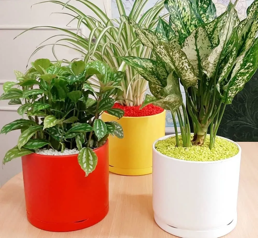 Sidos plastic vase
گلدان پلاستیکی سیدوس