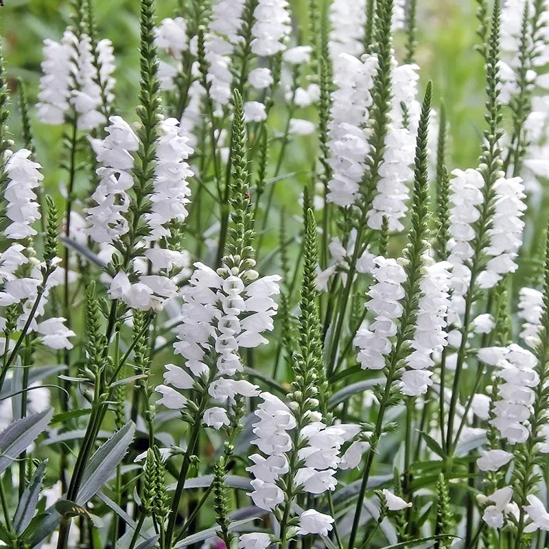 گل رام (Obedient Plant)نام علمی: (Physostegia virginiana)