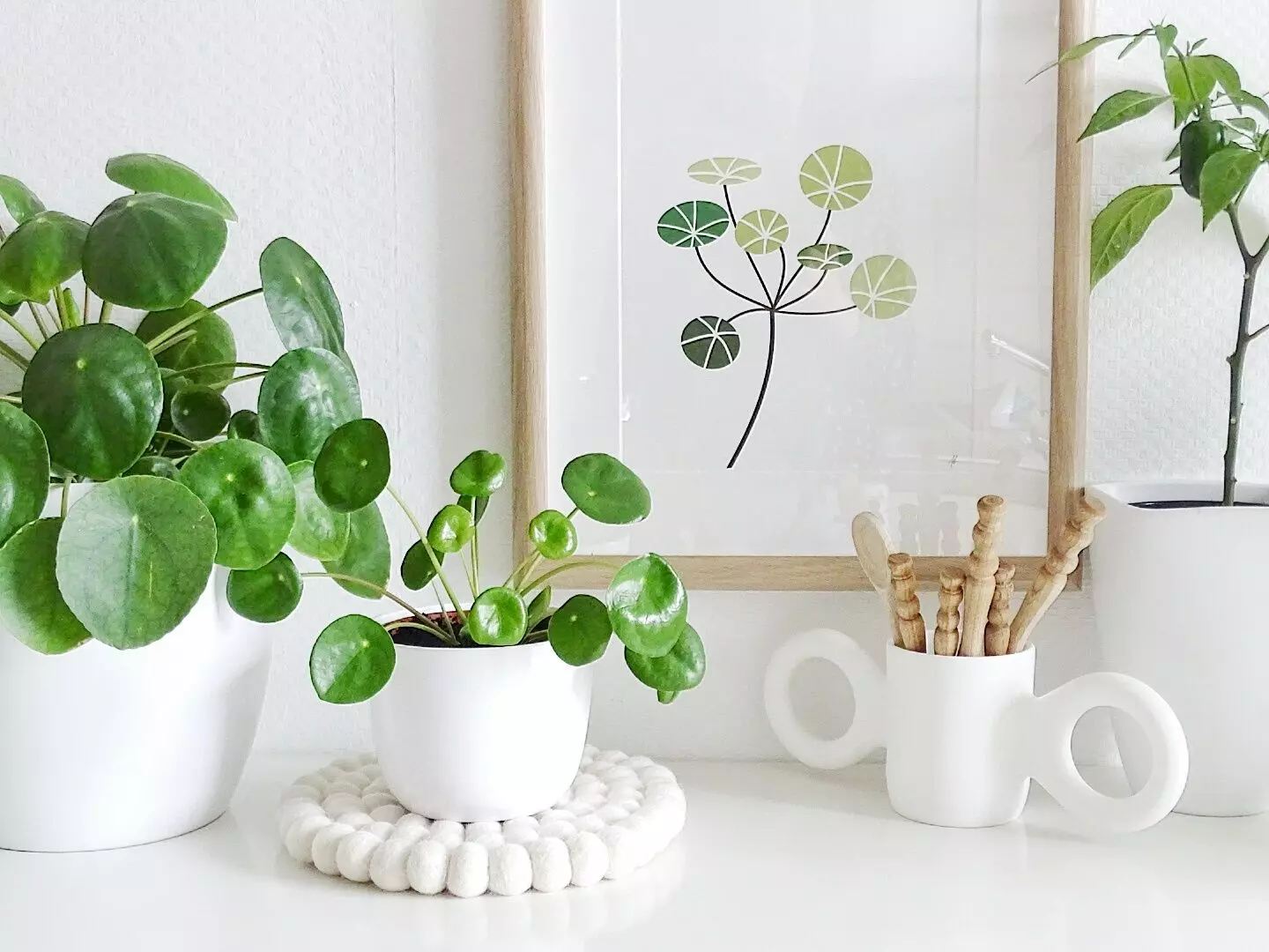 گل وگیاه ثروت سازWealth-making
 flowers and plants (6 types)
مجموعه تولیدی سیدوس,تولید کننده گلدان پلاستیکی سیدوس