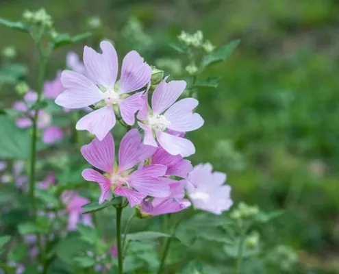 گل پنیرک (Common Mallow)نام علمی: (Malva sylvestris)