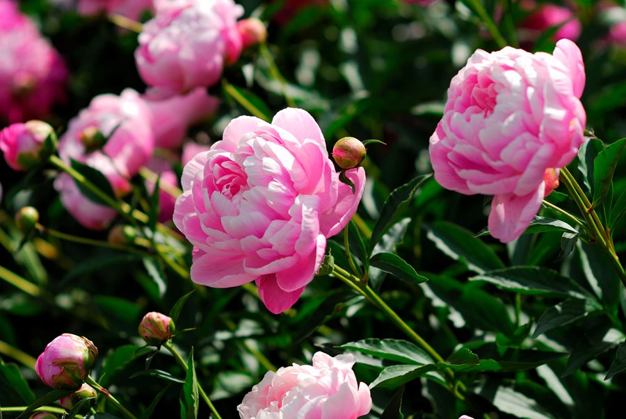 Peony flower or peony flower