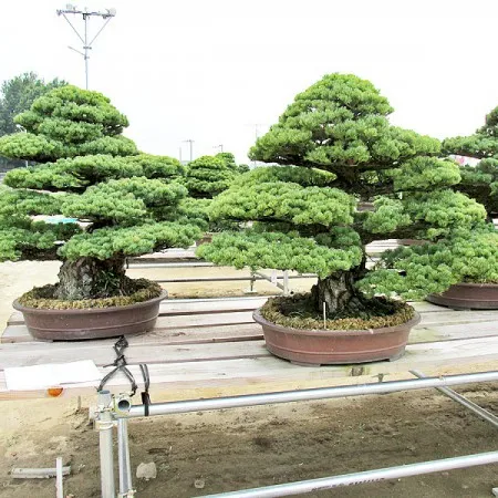 بونسای های عجیب و گرانبها در دنیاStrange and precious bonsai in the world
مجموعه تولیدی سیدوس ,تولید کننده گلدان پلاستیکی سیدوس ,بیش از 120نوع, اعم از گلدان استوانه ای پلاستیکی سیدوس,گلدان الماسی پلاستیکی سیدوس,گلدان مربعی پلاستیکی,گلدان مثلثی پلاستیکی,گلدان گرد پلاستیکی ,باکس مستطیلی,در اندازه های کاکتوسی تا درختچه ای