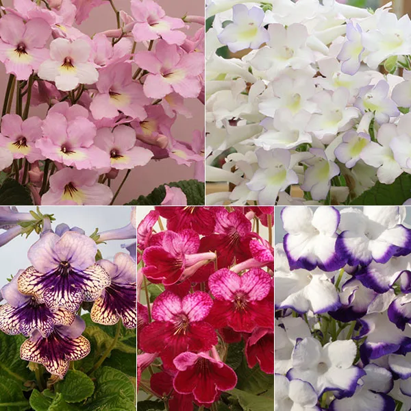 گل استرپتوکارپوس,اسم علمی این گیاه Streptocarpus ، از خانواده Gesneriaceae می باشد. مجموعه تولیدی سیدوس ,تولید کننده گلدان پلاستیکی سیدوس