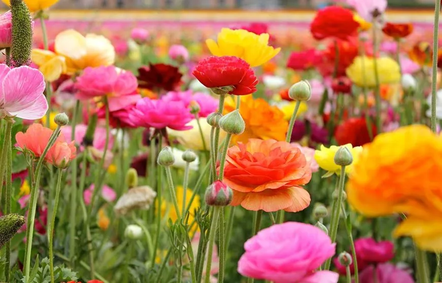 گل های بهاری وتابستانی مناسب باغچه (37گونه) Spring and summer flowers suitable for the garden (37 (species) مجموعه تولیدی سیدوس , تولید کننده گلدان های پلاستیکی سیدوس تدوین:مینو غفوری ساداتیهآدرس اینستاگرام:gooldono.stand.sidoos@ تلفن:09308743868