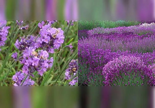 گل لوندر انگلیسی (English Lavender)نام علمی: (Lavandula angustifolia)
