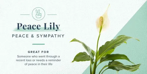 گلها و گیاهان و نماد و شخصیت شناسی آنهاFlowers and plants and their symbolism and personality
مجموعه تولیدی سیدوس ,تولید کننده گلدان پلاستیکی سیدوس ,بیش از 120نوع, اعم از گلدان استوانه ای پلاستیکی سیدوس,گلدان الماسی پلاستیکی سیدوس,گلدان مربعی پلاستیکی,گلدان مثلثی پلاستیکی,گلدان گرد پلاستیکی ,باکس مستطیلی,در اندازه های کاکتوسی تا درختچه ای