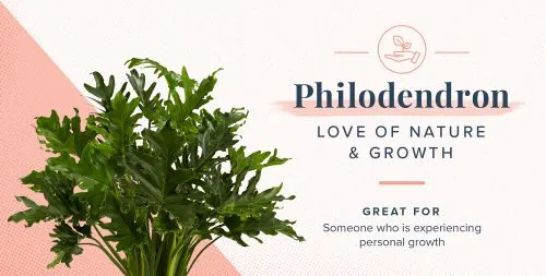 گلها و گیاهان و نماد و شخصیت شناسی آنهاFlowers and plants and their symbolism and personality
مجموعه تولیدی سیدوس ,تولید کننده گلدان پلاستیکی سیدوس ,بیش از 120نوع, اعم از گلدان استوانه ای پلاستیکی سیدوس,گلدان الماسی پلاستیکی سیدوس,گلدان مربعی پلاستیکی,گلدان مثلثی پلاستیکی,گلدان گرد پلاستیکی ,باکس مستطیلی,در اندازه های کاکتوسی تا درختچه ای