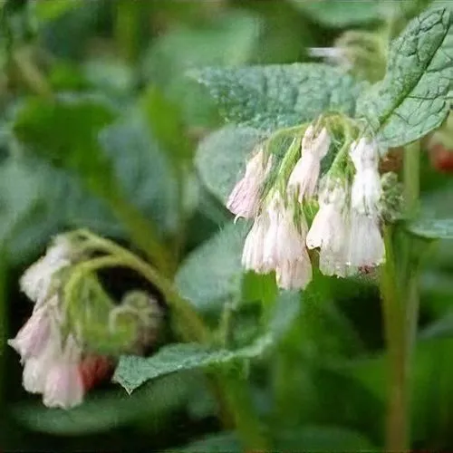 Symphytum Hidcote Pink هماور مجموعه تولیدی سیدوس تولید کننده گلدان پلاستیکی سیدوسَ