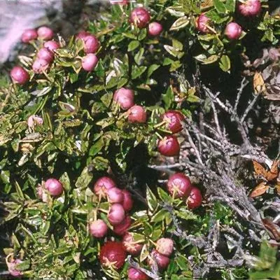 درختچه گالتریا,گل گالتریاخانواده: Ericaceae ـ نام علمی: Gaultheria mucronata 
Wintertime
گلدان پلاستیکی سیدوس زیبا ترین گلدان 