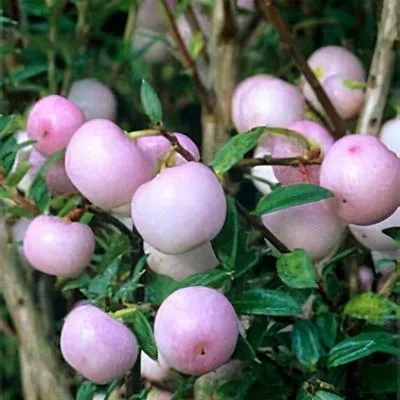 درختچه گالتریا,گل گالتریاخانواده: Ericaceae ـ نام علمی: Gaultheria mucronata 
Wintertime
گلدان پلاستیکی سیدوس زیبا ترین گلدان 