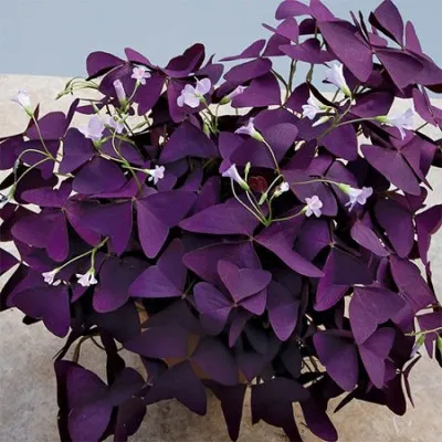 گل شبدر ترشک,گیاه Oxalis corniculata (با نام فارسی شبدر ترشک و نام محلی ترشه واش)مجموعه تولیدی سیدوس تولید کننده گلدان پلاستیکی سیدوس,اعم از استوانه ای,مربعی,سه گوش,گرد,و120مدل گلدان پلاستیکی شکیل